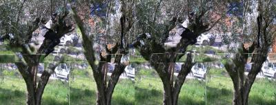 Primer bosque de olivos