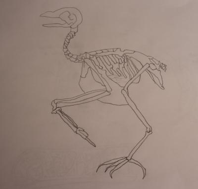 huesos de un ave